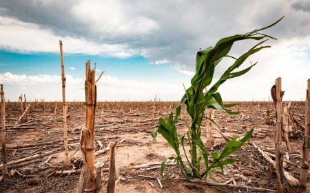 CLIMATE CHANGE AND ENVIRONMENTAL SUSTAINABILITY