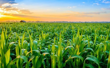 Support for Increased Agricultural Investments and Development