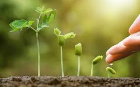 Reintroduction of the National Growth Enhancement Support Scheme (NAGESS)