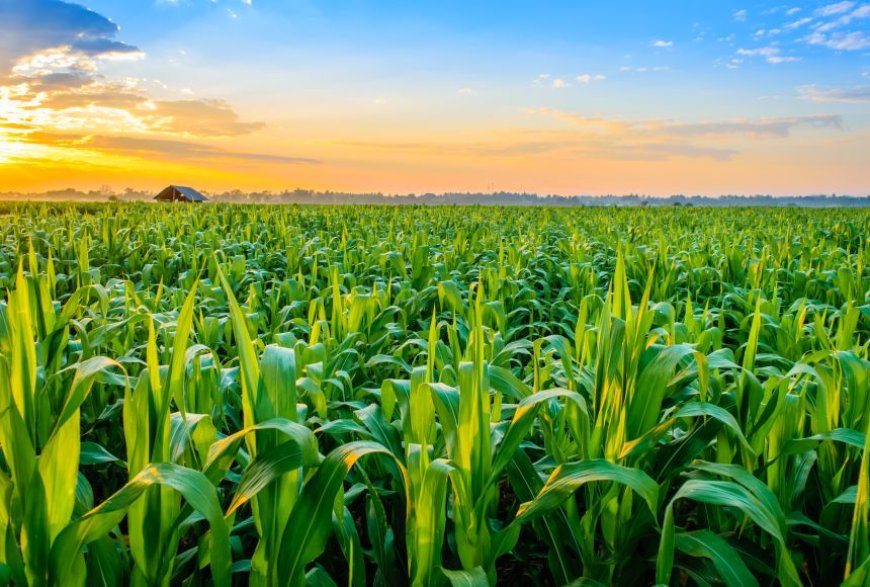 Support for Increased Agricultural Investments and Development